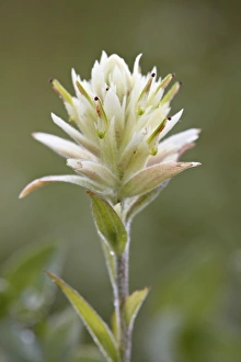 Albert A Prints: Sulfur paintbrush (Castilleja sulphurea)
