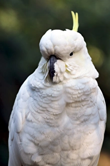 Dandenong Ranges Prints: Sulphur-crested Cockatoo (Cacatua galerita), Dandenong Ranges National Park