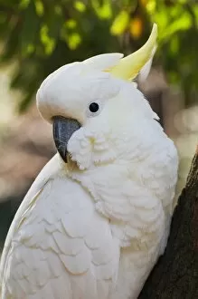 Images Dated 29th May 2008: Sulphur-crested cockatoo, Dandenong Ranges, Victoria, Australia, Pacific