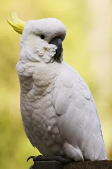 Sulphur-crested cockatoo, Dandenong Ranges, Victoria, Australia, Pacific