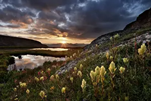 Glowing Prints: Sulphur paintbrush (Castilleja sulphurea) glowing at first light