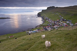 Images Dated 7th September 2008: Sumba, picturesque village on south-west tip of Suduroy Island, and sheep
