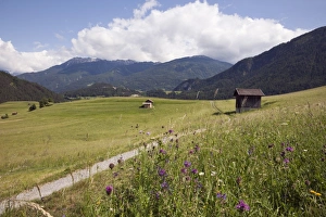 Cabin Prints: Summer Alpine flowers and meadows in green valley, Imst, Austria, Europe