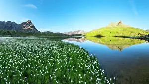 Valtellina Prints: Summer bloom of cotton grass on green meadows surrounding Lago Bianco lake
