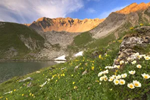 Petal Prints: Summer blooms at Lej da Prastinaun, Arpiglia Valley (Val Arpiglia), Engadine Valley
