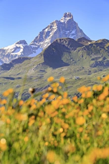 Focus On Background Prints: Summer blooms with the Matterhorn in the background, Cheneil, Valtournanche, Aosta Valley