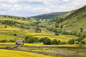 Swaledale Prints: Summer buttercups in Upper Swaledale near Thwaite