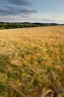 Abundance Prints: A summer evening in countryside at Sedgeford, Norfolk, England, United Kingdom, Europe