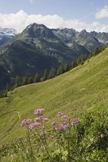 Images Dated 19th July 2009: Summer flowers, Chamonix Valley, Rhone Alps, France, Europe