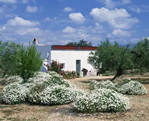 Valencia Prints: Summer flowers in front of a white walled Spanish villa in Valencia