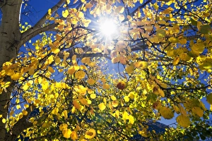 Emergence Prints: Sun through autumn leaves, Switzerland, Europe