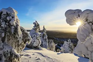 Winter Scene Prints: Sun and blue sky frame the the frozen tree branches in the snowy woods, Ruka, Kuusamo