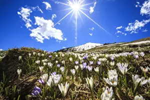 Crocus Prints: The sun illuminating the crocus blooming by the Cima della Rosetta with its peak still covered in snow