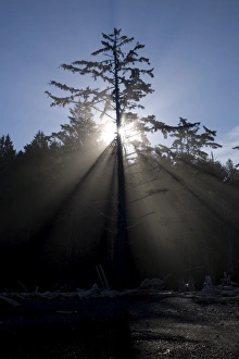 Sun rays through coastal forest, Rialto Beach, Olympic National Park, UNESCO World Heritage Site