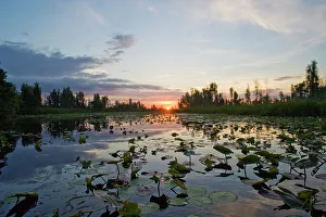 Lush Vegetation Prints: Sun rising over the Zapata swamplands