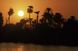 Sun setting behind palms across the River Niles west bank, Luxor, Thebes