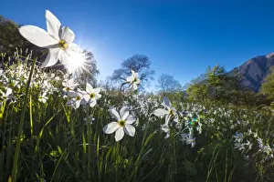 Sun shines on daffodils in bloom on green fields of the Orobie Alps, Dossa, province of Sondrio
