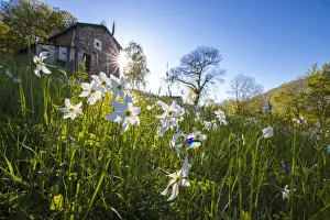 Wild Flower Prints: Sun shines on daffodils in bloom on green fields of the Orobie Alps