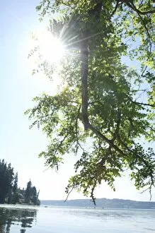 Images Dated 21st July 2010: Sun shines through tree branch with Puget Sound, Vashon Island and Port Orchard in background