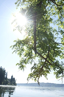 Sun shines through tree branch with Puget Sound, Vashon Island and Port Orchard in background Sun shines through tree branch with Puget Sound, Vashon Island and Port Orchard in background