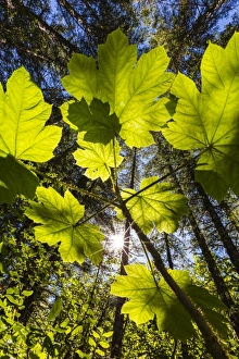 Sun shining through Devils Club on Chichagof Island, Southeast Alaska, United States of America, North America