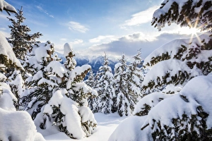 Ski Resort Prints: Sunbeam in the snowy woods framed by the winter sunset, Bettmeralp, district of Raron