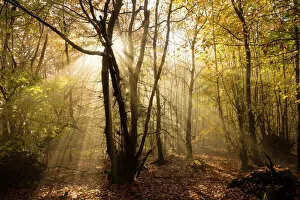 Foggy Gallery: Sunbeams bursting through misty autumnal woodland, Limpsfield Chart, Oxted, Surrey