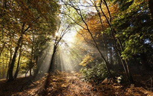 Sunbeams bursting through misty autumnal woodland, Limpsfield Chart, Oxted, Surrey
