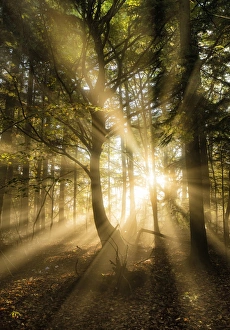 Sunbeams bursting through misty autumnal woodland, Limpsfield Chart, Oxted, Surrey