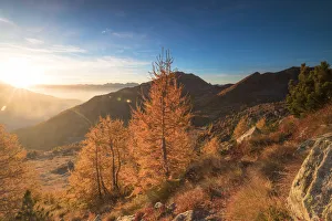 Sunburst on colorful larches during fall season, Alpe Arcoglio Valmalenco, Valtellina