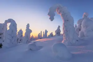Winter Scene Prints: Sunburst on frozen trees at dawn, Riisitunturi National Park, Posio, Lapland, Finland