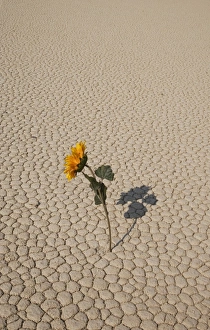 Arid Landscape Prints: Sunflower in dried land