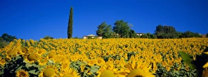 Sunflower field