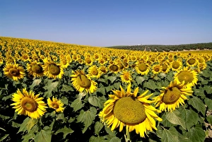 Sunflower field near Cordoba, Andalusia, Spain, Europe