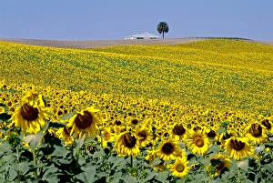 Sunflowers Prints: Sunflower field near Cordoba, Andalusia, Spain, Europe