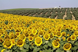 Sunflower field near Cordoba, Andalusia, Spain, Europe
