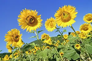Gardening Prints: Sunflower field, southeastern France, Europe