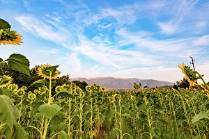 Environmental Beauty Prints: Sunflower fields near Rila, Bulgaria, Europe