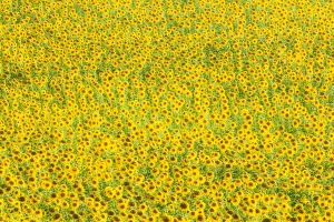 Farm Land Prints: Sunflower (Helianthus) fields, Andalucia, Spain, Europe