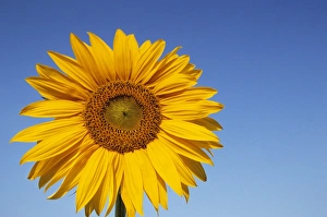 Helianthus Prints: Sunflower, Helianthus spec