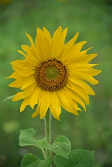 Sunflower, Provence, France, Europe