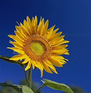 Sunflower, Tuscany