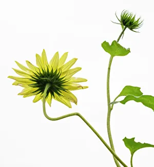 Petal Prints: Sunflower, United Kingdom, Europe