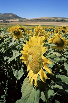 Sun Flower Prints: Sunflowers