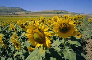 Sunflowers