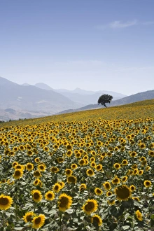 Images Dated 29th January 2000: Sunflowers