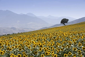 Images Dated 29th January 2000: Sunflowers