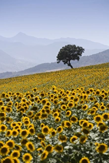 Images Dated 29th January 2000: Sunflowers