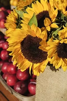 Images Dated 31st October 2008: Sunflowers and apples, The Hamptons, Long Island, New York State, United States of America