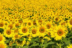 Helianthus Annuus Prints: Sunflowers, Austria, Europe